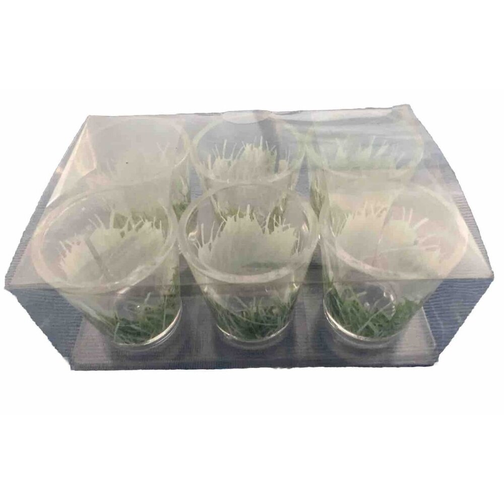 Shot Glasses Crate & Barrel Designer Clear Glass with Grass Design Set 6 Spring